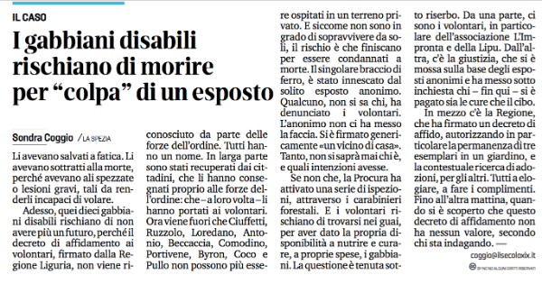 Per agevolarne la lettura  riportiamo qui sotto il contenuto dell’articolo in maniera integrale:
 
Li avevano salvati a fatica. Li avevano sottratti alla morte, perché avevano ali spezzate o lesioni gravi, tali da renderli capaci di volare.
Adesso, quei dieci gabbiani disabili rischiano di non avere più un futuro, perché il decreto di affidamento ai volontari, firmato dalla Regione Liguria, non viene riconosciuto da parte delle forze dell’ordine. Tutti hanno un nome. In larga parte sono stati recuperati dai cittadini, che li hanno consegnati proprio alle forze dell’ordine: che – a loro volta – li hanno portati ai volontari.
Ora viene fuori che Ciuffetti, Ruzzolo, Loredano, Antonio, Beccaccia, Comodino, Portivene, Byron, Coco e Pullo non possono più essere ospitati in un terreno privato. E siccome non sono in grado di sopravvivere da soli, il rischio è che finiscano per essere condannati a morte. Il singolare braccio di ferro, è stato innescato dal solito esposto anonimo. Qualcuno, non si sa chi, ha denunciato i volontari. L’anonimo non ci ha messo la faccia. Si è firmato genericamente “un vicino di casa”.
Tanto, non si saprà mai chi è, e quali intenzioni avesse.
Se non che, la Procura ha attivato una serie di ispezioni, attraverso i carabinieri forestali. E i volontari rischiano di trovarsi nei guai, per aver dato la propria disponibilità a nutrire e curare, a proprie spese, i gabbiani.
La questione è tenuta sotto riserbo. Da una parte, ci sono i volontari, in particolare dell’associazione L’Impronta e della Lipu. Dall’altra, c’è la giustizia, che si è mossa sulla base degli esposti anonimi e ha messo sotto inchiesta chi, - fin qui – si è pagato sia le cure che il cibo.
In mezzo c’è la Regione, che ha firmato un decreto di affido, autorizzando in particolare la permanenza di tre esemplari in un giardino, e la contestuale ricerca di adozioni, per gli altri. Tutti a elogiare, a fare i complimenti.
Fino all’altra mattina, quando si è scoperto che questo decreto di affidamento non ha nessun valore, secondo chi sta indagando. –